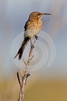Cape sugarbird (promerops cafer)