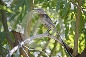 Cape sugarbird ( Promerops cafer )