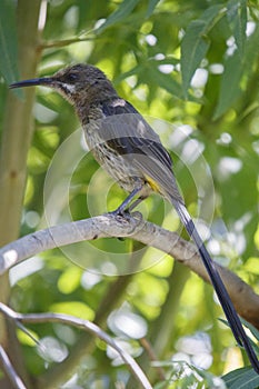 Cape sugarbird ( Promerops cafer )