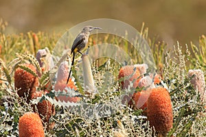 Cape Sugarbird among the proteas & fynbos photo