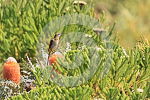 Cape Sugarbird among the proteas & fynbos photo