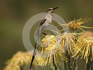 Cape Sugarbird, Promerops cafer, perched on flower