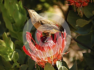 Cape Sugarbird, Promerops cafer, perched on a flower