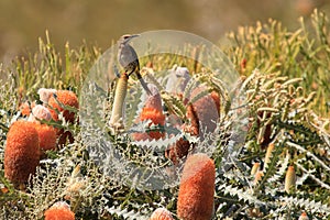 Cape Sugarbird among the proteas & fynbos photo