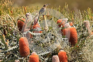 Cape Sugarbird among the proteas & fynbos photo