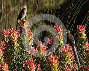 Cape Sugarbird sitting on flowers