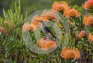 Cape SugarCape Sugarbird sitting on orange Fynbos, looking left, South Africa