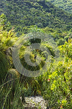 Cape sugarbird sitting on plants flowers, Kirstenbosch