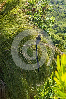 Cape sugarbird sitting on plants flowers, Kirstenbosch