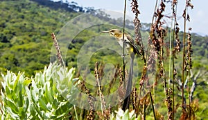 Cape sugarbird sitting on plants flowers, Kirstenbosch