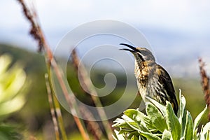 Cape sugarbird sitting on plants flowers, Kirstenbosch National Botanical Garden