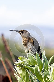 Cape sugarbird sitting on plants flowers, Kirstenbosch National Botanical Garden