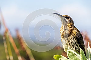 Cape sugarbird sitting on plants flowers, Kirstenbosch National Botanical Garden