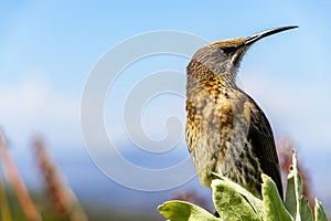 Cape sugarbird sitting on plants flowers, Kirstenbosch National Botanical Garden