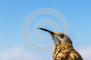 Cape sugarbird sitting on plants flowers, Kirstenbosch National Botanical Garden