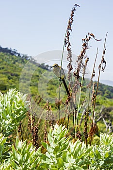 Cape sugarbird sitting on plants flowers, Kirstenbosch National Botanical Garden