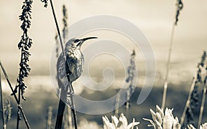 Cape sugarbird sitting on plants flowers, Kirstenbosch National Botanical Garden