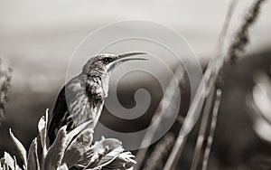 Cape sugarbird sitting on plants flowers, Kirstenbosch National Botanical Garden