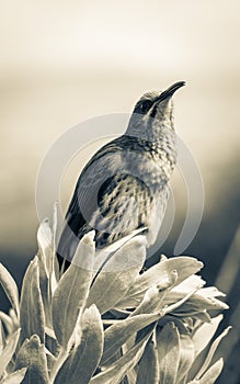 Cape sugarbird sitting on plants flowers, Kirstenbosch National Botanical Garden