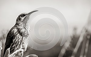 Cape sugarbird sitting on plants flowers, Kirstenbosch National Botanical Garden