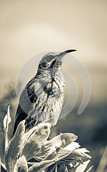 Cape sugarbird sitting on plants flowers, Kirstenbosch National Botanical Garden