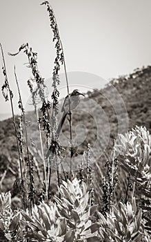 Cape sugarbird sitting on plants flowers, Kirstenbosch National Botanical Garden