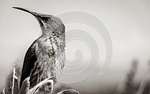 Cape sugarbird sitting on plants flowers, Kirstenbosch National Botanical Garden