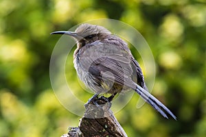 Cape Sugarbird sitting on a post South Africa