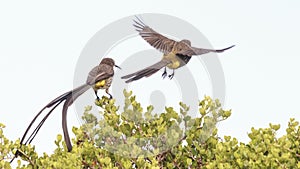 Cape Sugarbirds. Bird in flight.