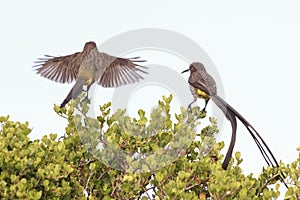 Cape Sugarbirds. Bird in flight.