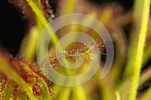 Cape sundew Drosera capensis