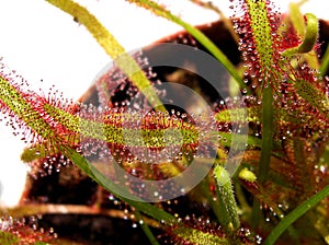 Cape sundew - Drosera capensis