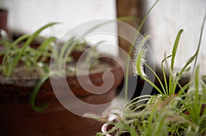 Cape sundews plant in a pot, a plant predator