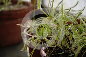 Cape sundews plant in a pot, a plant predator