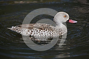 Cape teal Anas capensis