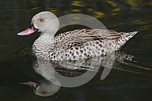 Cape teal Anas capensis