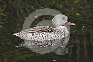 Cape teal Anas capensis