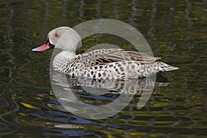 Cape teal Anas capensis