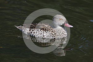 Cape teal Anas capensis