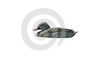 Cape teal, Anas capensis