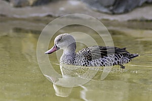 Cape Teal (Anas Capensis)
