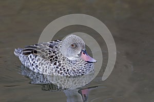 Cape Teal, Anas capensis swimming