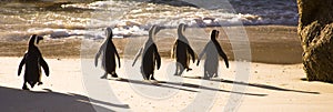 Cape Town - African Penguins