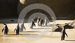 Cape Town - African Penguins