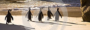 Capa pingüinos 