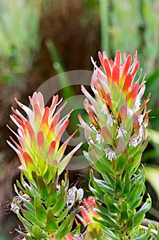 Cape Town Fynbos Flora