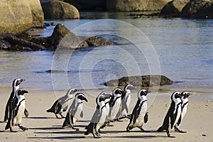 Cape Town Penguin Island in South Africa
