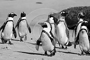 Cape Town Penguin Island in South Africa