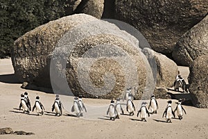 Cape Town Penguin Island in South Africa