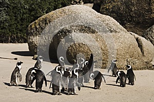 Cape Town Penguin Island in South Africa